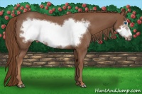 Horse Color:Chestnut Frame Rabicano 