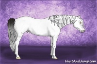 Horse Color:Gray White Spotted Amber Champagne 