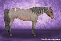 Horse Color:Bay Roan Appaloosa 