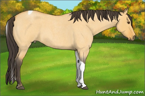 Horse Color: Buckskin Roan Dun Tobiano 