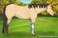 Horse Color:Buckskin Roan Dun Tobiano 