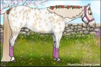 Horse Color:Buckskin Roan Dun Near Leopard 