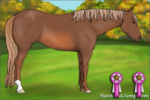 Horse Color: Liver Chestnut 