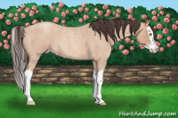 Horse Color:Amber Champagne Roan Splash 