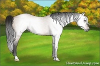 Horse Color:Gray Bay Dun 