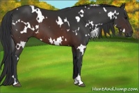 Horse Color:White Spotted Brown 
