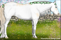 Horse Color:Buckskin Pearl Sabino Splash Frame 