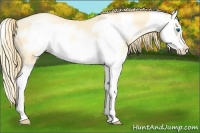 Horse Color:Buckskin Pearl Splash Frame 