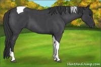 Horse Color:Blue Roan Tobiano 