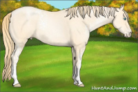 Horse Color:White Spotted Buckskin Pearl 