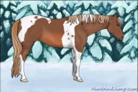 Horse Color:Liver Chestnut Tobiano