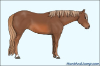 Horse Color:Liver Chestnut Sabino