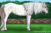 Horse Color:Bay Splash Tobiano Near Leopard 