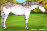 Horse Color:White Spotted Silver Bay 