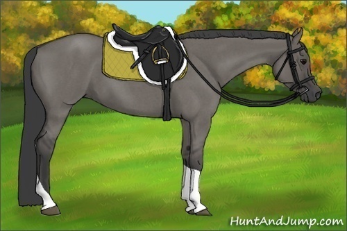 Horse Color:Grullo Roan Tobiano