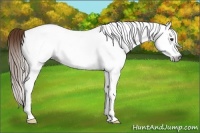 Horse Color:Gray White Spotted Chestnut 