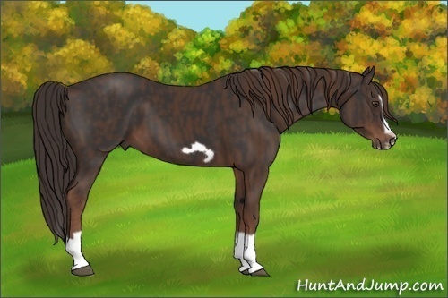 Horse Color: Liver Chestnut Splash Frame  Brindle