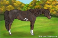 Horse Color:Liver Chestnut Splash Frame  Brindle