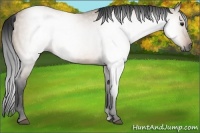 Horse Color:Gray Brown Dun 