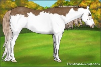 Horse Color:Chocolate Palomino Splash Frame Rabicano