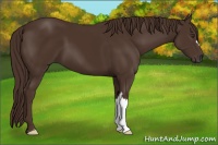 Horse Color:Liver Chestnut 