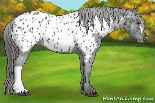 Horse Color:Blue Roan Appaloosa 