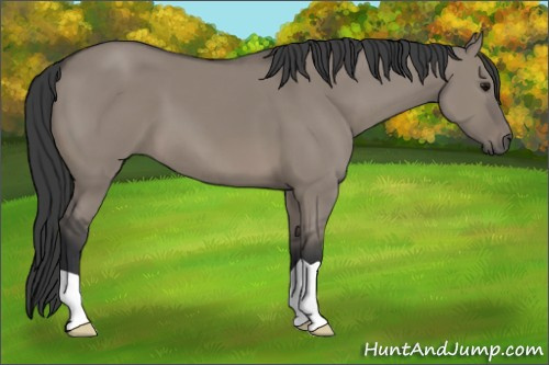 Horse Color: Grullo 