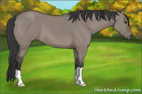 Horse Color:Grullo 