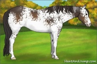 Horse Color:White Spotted Buckskin 