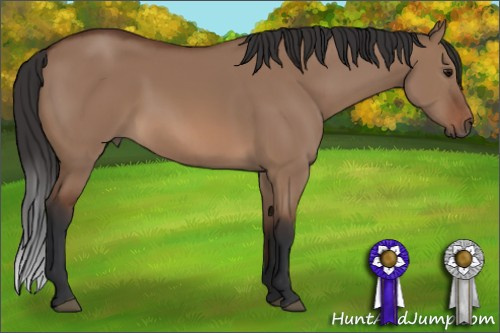 Horse Color: Bay Dun 
