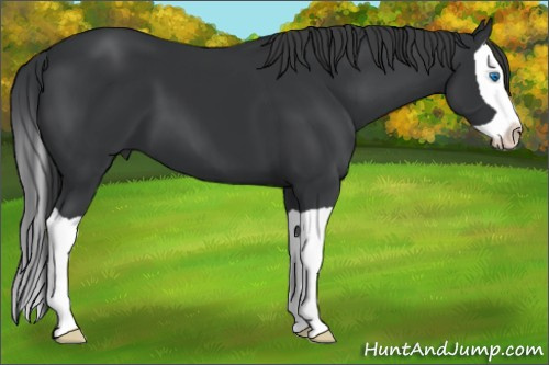 Horse Color: Black Splash 