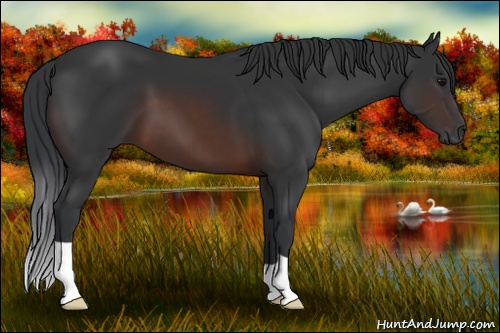 Horse Color: Brown 