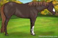Horse Color:Liver Chestnut 