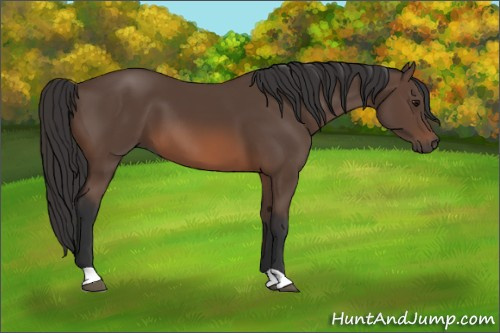 Horse Color: Bay 