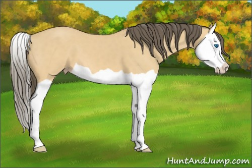 Horse Color: Amber Cream Champagne Splash 