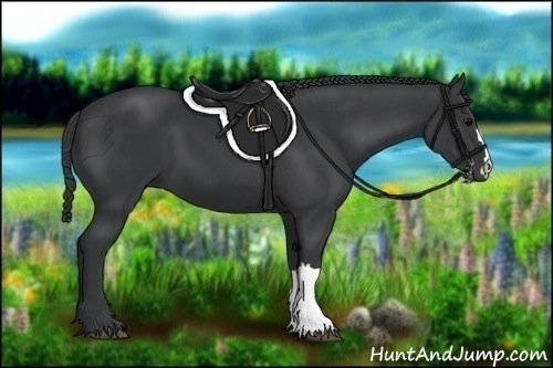 Horse Color:Black 