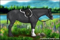 Horse Color:Black 
