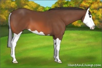 Horse Color:Bay Splash 