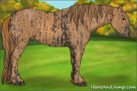 Horse Color:Brown Splash  Brindle