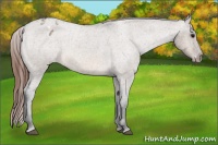 Horse Color:Brown Roan Dun Appaloosa 