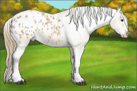 Horse Color:Buckskin Appaloosa