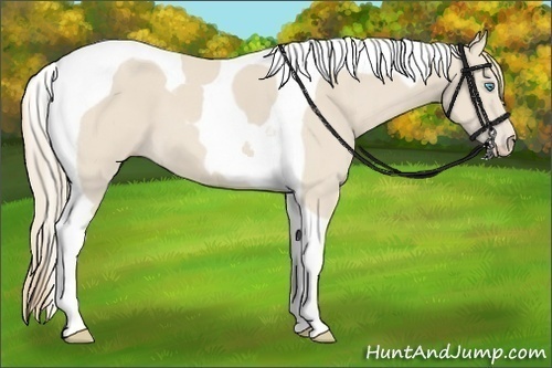 Horse Color:Smoky Creme Tobiano