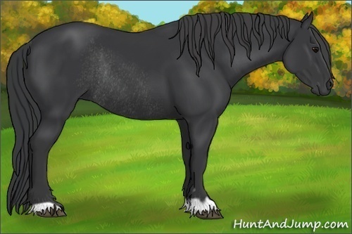 Horse Color:Black Rabicano 
