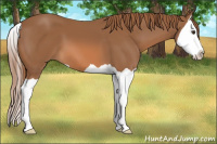 Horse Color:Chestnut Splash