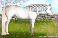 Horse Color:Gray Chestnut 