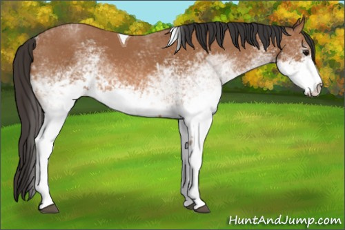Horse Color: Unknown 