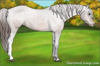 Horse Color:Brown Varnish Rabicano 