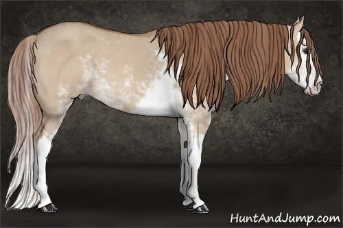 Horse Color: Red Dun Sabino Splash 