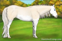 Horse Color:Palomino Pearl Dun Splash Rabicano 
