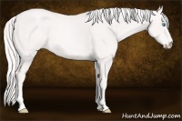 Horse Color:Cremello Sabino 
